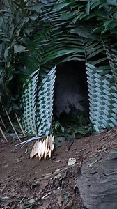 9.2K views · 105 reactions | Track leopards, build shelters and trap leopards and primitive survival, survival skills #survival #hunting #fishing #food | I Am Primitive | Facebook