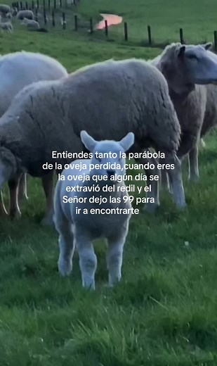 The Lost Sheep Parable Explained