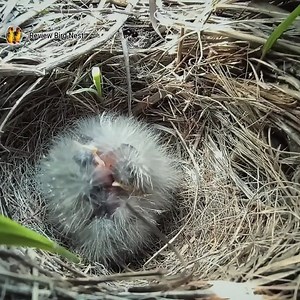 22K views · 344 reactions | Rare Insights: Pipit Bird Babies Unveiled in their Natural Habitat | Review Bird Nest | Facebook