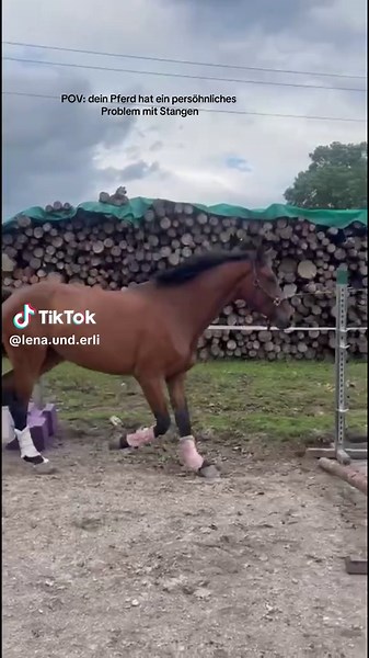 Pferdeverhalten verstehen: Probleme mit Stangen