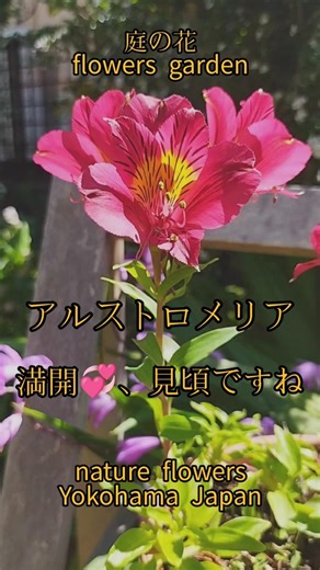 庭の花 アルストロメリア 見頃です💞 #shorts #庭の花 #nature #flowers #garden #花のある風景 #山野草 #花風景 #アルストロメリア #ユリズイセン #立夏