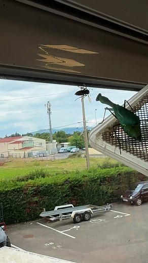 Hierodula majuscula / Vespa crabro #mantispassion #vespacrabro #hierodulamajuscula #prayingmantis | Mantis Passion