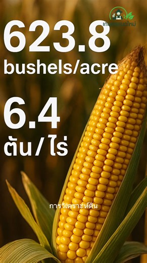 🌽#ปลูกข้าวโพดได้ 6.4 ตันต่อไร่! David Hula เขาทำได้อย่างไร? ในวงการข้าวโพดโลก คงไม่มีใครไม่รู้จัก David Hula เกษตรกรจากรัฐเวอร์จิเนีย สหรัฐอเมริกา ที่ทำสถิติผลผลิตข้าวโพดสูงสุดในโลก 623.8 bushels/acre หรือราว 6.4 ตันต่อไร่ บทความนี้เราจะมาถอด “เคล็ดลับ” ของเขา ว่าอะไรที่ทำให้ข้าวโพดออกมาได้มากกว่าคนอื่นหลายเท่า 1. เลือกพันธุ์ที่เหมาะสม Hula ให้ความสำคัญกับพันธุ์ที่มี ศักยภาพสูง ทนโรค เหมาะกับพื้นที่ ทดลองพันธุ์ใหม่ตลอด เลือกพันธุ์ที่ตอบสนองได้ดีกับดินและสภาพอากาศ 2. จัดการดินและธาตุอาหาร ใช้หลั