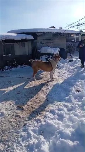 Caucasian Shepherd Dog Care Guide