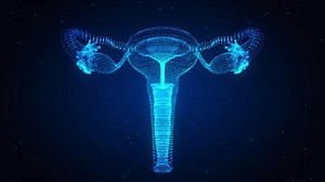 Female Reproductive System with Nervous System and Urinary Bladder Anatomy. Animation concept. Digital hologram 3d model.