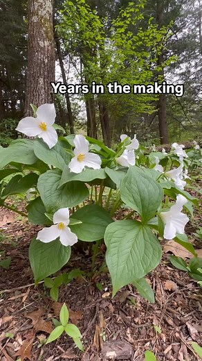 From quiet forest floors to fleeting spring displays, the white trillium (Trillium grandiflorum) leads a life of patience and quiet resilience. 🌿 These graceful wildflowers begin their lives as seeds carried away by ants—yes, ants!—drawn to the nutrient-rich coating called elaiosome. But don’t expect blooms right away. It takes 7 years or more for a single seed to become a flowering trillium. The small three leaved plants at the base of the trillium clump are several years old and have a number