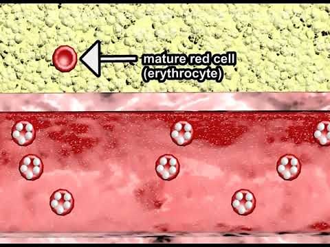 Nucleated Red Blood Cells and Fetal Hypoxia Animation by Cal Shipley, M.D.