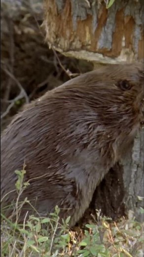Beaver's Woodcutting Secret: How They Take Down Trees!