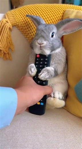 How to Handle a Stuck Remote Control: Bunny's No-Go Guide