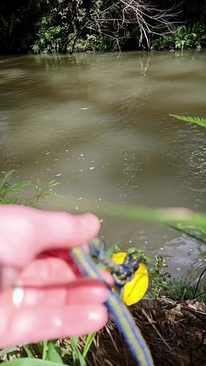 Maddi's active lifestyle is fueled by Eukanuba™. @maddison.the.kelpie | Eukanuba Australia | Facebook