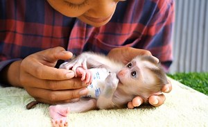 8.8K views · 843 reactions | Tiny monkey Jammis obedient look and listen Mom give advice to him | Animals JoJo Family | Facebook