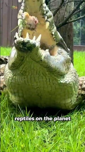 LAST of Its King: RARE Crocodile.