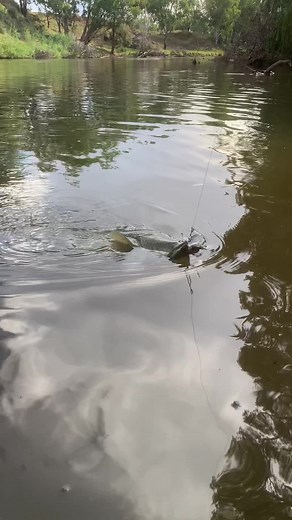 MegaBass Big M 2.0: Unleashing the Power of Lure Fishing