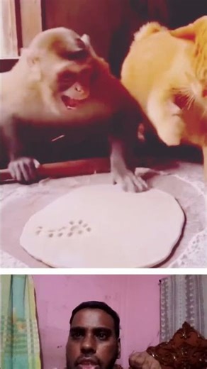 the monkey is making bread#shortvideo #funny#comedy #foryou