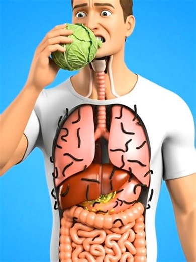 Understanding Cabbage Shock: The Digestive Reaction