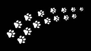 Dog Paw Trail White Paw Prints Stock Footage Video (100% Royalty-free) 3545377721 | Shutterstock