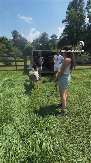 And in this video I demonstrate my expert skills at halter breaking a miniature donkey who weighs about as much as I do. Spoiler alert: Nailed it! 🔨🔨🔨 #minidonkey #funny #farmlife #cuteanimals #petstagram #petoftheday #donkeys | The Good Place Farm