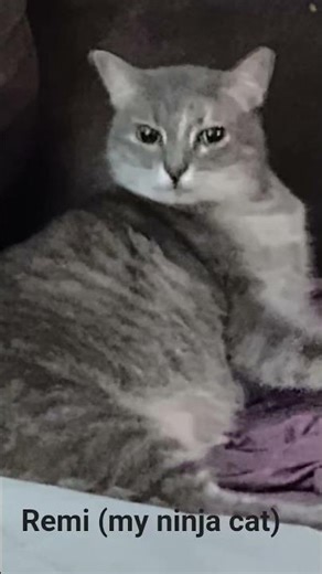 Remi Rache' aka my ninja cat ‪@KogaNja‬ 🔥