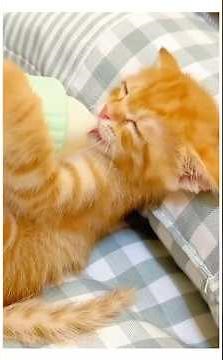 Kittens Go Crazy for Milk | Funny Cats & Their Babies