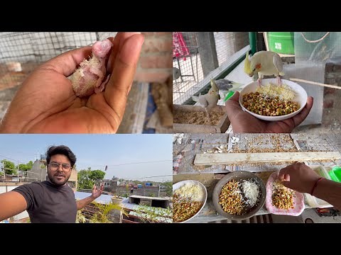 Cockatiel birds care breeding time | ￼Cockatiel breeding information |