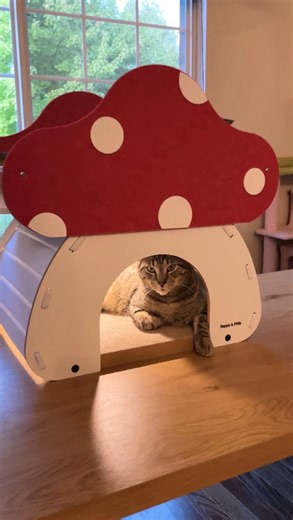 Meelo & Mina on Instagram: "Come to our mushroom APT for some fun and games. Let out some steam at the scratcher below or pass out on the loft bed up top for a cozy nap! This mushroom loft cat bed & scratcher combo by @happyandpolly can do it all 🍄 Get 10% off with code MEELOMINA10. Link can be found in our linktree in our bio ☺️ • • • • • #apt #catsofig #catlover #catsofinstagram #catbed #catscratcher #cutecats #catstagram #catvideos"