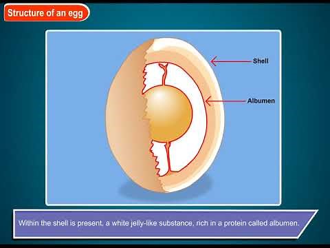 Science - Structure of an Egg