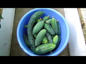 ПОЛИВ ОГУРЦОВ ПИЩЕВОЙ СОДОЙ