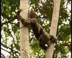 Puma vs. Sloth