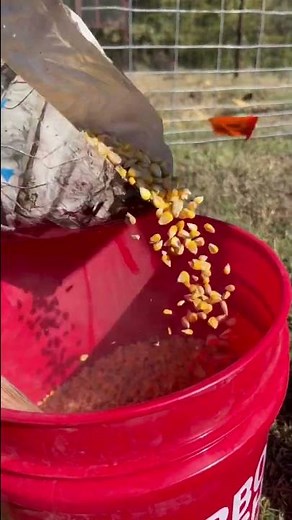 The ultimate mixture for trapping and hunting wild hogs #texashogbait #hoghunting