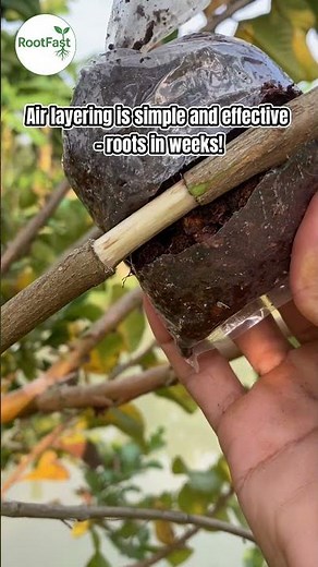 How to Root Guava Cuttings Fast 🌱 | Fruit Tree Propagation