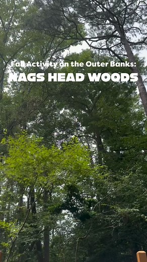 517 reactions · 39 shares | One of our favorite sunset spots! With over 1,400 acres of lush maritime forest, it’s a beautiful escape in the area. You can enjoy scenic hiking trails, birdwatching, tours, picnicking, and a beautiful sunset on the sound!✨ Learn more about Nags Head Woods and where to stay nearby by clicking here https://bit.ly/4hTwzw1 | Outer Banks Blue Vacation Rentals | Facebook