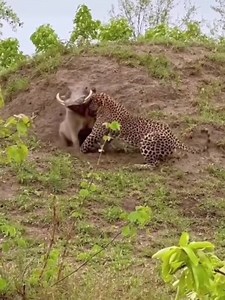 4K views · 27 reactions | A Symphony of Colors Marvelous Mating Displays in Nature #MatingDisplays #NatureCourtship #WildlifeC_R | Life’s Heartwarming Tales | Facebook