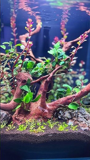 🌿🐠 The Biome freshwater range brings sleek design, integrated lighting, and filtration