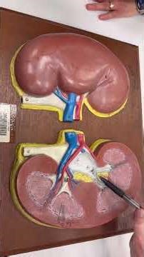 Kidney model overview: BIO 1248 Sinclair Community College