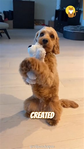 6.4K views · 99 reactions | Meet the adorable Cockapoo - The perfect family dog! 殺 | Kingdoms | Facebook