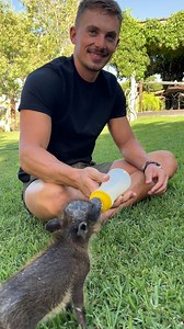 40M views · 831K reactions | Now we have Vlakkie the Warthog, his energy always brings me back to the early days of raising Betsie the Warthog 殺 She was also full of energy at that age. This clip is from back when I had to feed her from a milk bottle  | Ruben Namibia | Facebook