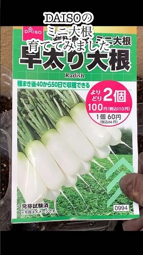 ダイソーのミニ大根を育てたら本当にミニサイズでした🤣#再生栽培 #家庭菜園 #野菜作り #ペットボトル栽培 #ベランダ菜園 #大根栽培 #家庭菜園初心者 #冬野菜