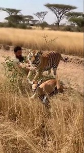 Man Saves Baby Gazelle from Tiger in Heart-Stopping Moment 😱🦌