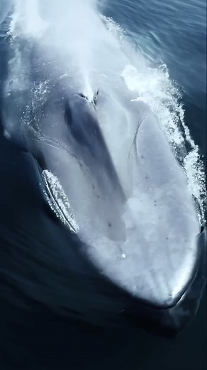 Sir David Attenborough: A Life on Our Planet Documentary