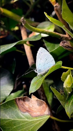 Holly Blue Butterfly – April 2026