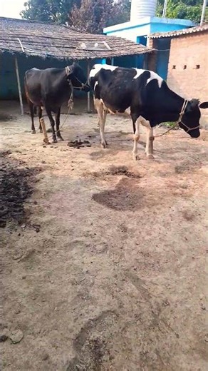 Father advice #motivation #motivational #ytshorts #india #dairyfarm