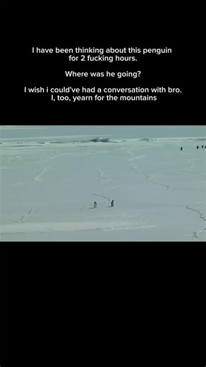 The Philosophical Journey of Penguins in the Mountains