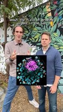 Kidney Organoids Improved by New Synthetic Organizer Cells at USC