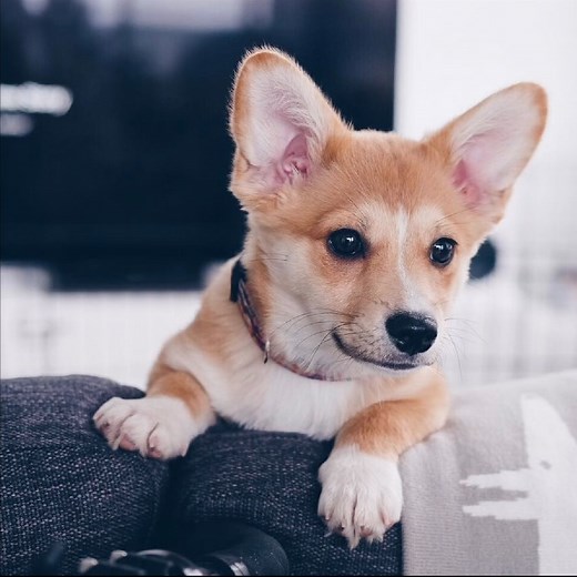 How important is puppy socialisation? A well-socialised puppy knows how to react and respond to a range of different situations and is more likely to be happy and confident as an adult. Puppy socialisation is the process of introducing your puppy to new sights, sounds and experiences: This could be as simple as a noise they hear or smells they come across at a local park. Are you interested in getting more puppy socialisation tips? | Royal Canin