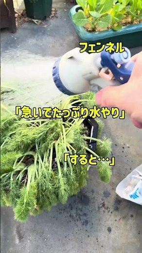 水で奇跡の復活！ディルとフェンネルの生命力がすごい