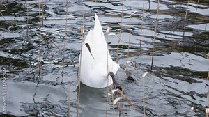Close-up of a swan looking for something to eat in shallow water. Swan dives head and hold underwater looking for something to eat. a large white swan swims on a lake between seaweed