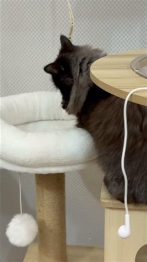 This Cat Thought It Owned The Cat House 😹 | Funny Cat Shorts