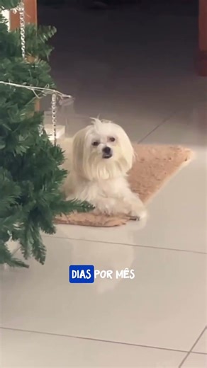 Quem me viu ta mentindo #pets #cachorro #dogs #clt #cachorros #firma #emprego #mentira #foco #6h #fy