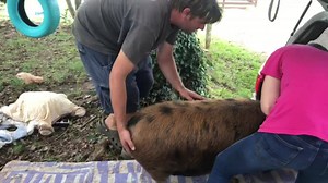 3.8K views · 383 reactions | We had to say goodbye to Barney today....