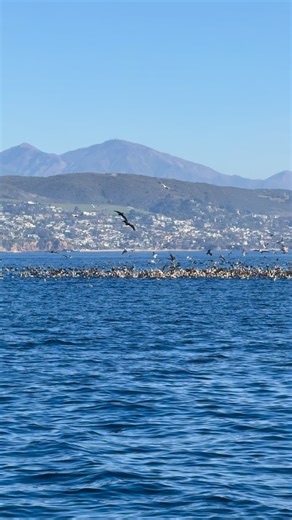 1.4K views · 688 reactions | We witnessed a magical feeding frenzy off Dana Point  Humpback whales, dolphins and seabirds all diving in on bait — ocean vibes don’t get better than this. Feeling humbled and full of sea-song. #DanaPoint #WhaleWatching #OceanMagic  @oceanluvr4ever #danapoint #whalewatching #ecotourism #danapointharbor #humpbackwhale #naturephotography #danawharf #oceanlovers | Dana Wharf Whale Watch | Facebook